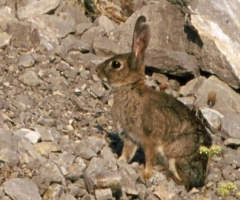 Aprobadas las normas para el control del conejo silvestre en el Teide